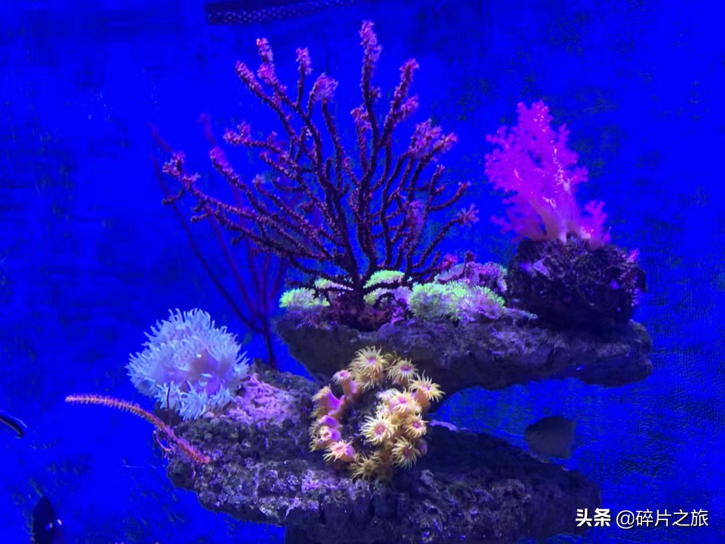 海滨城市大连旅游必备攻略,美丽的海滨城市大连星海广场