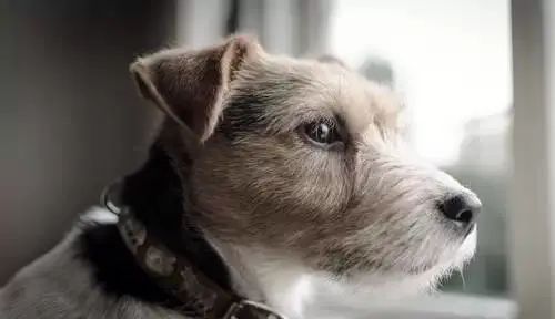 狗狗中毒急救措施,狗狗中毒怎么急救