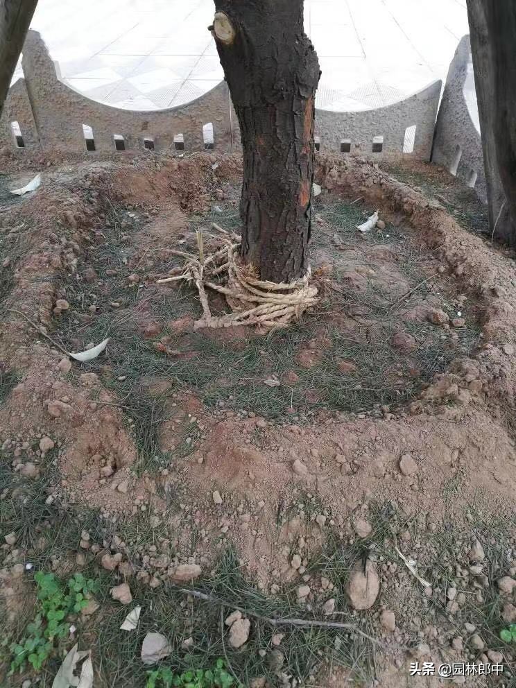 松树针叶发软下垂什么原因,松树针叶枯黄怎么处理