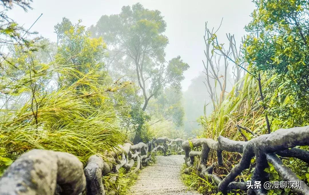 深圳空气中氡含量全国第一,深圳市负氧离子大概是多少
