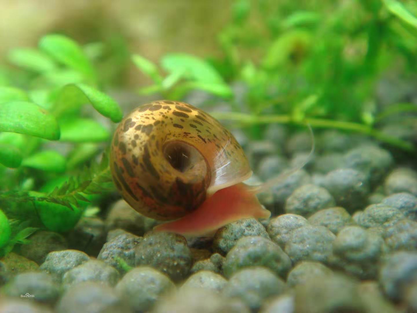 哪些野生水草可以放鱼缸,野外哪些水草可以放鱼缸里