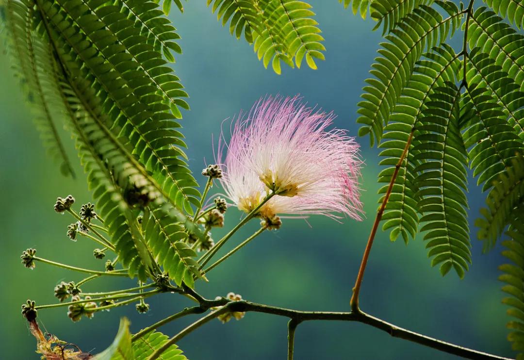 盐碱地怎么治理才能长出植物,盐碱地土地综合整治工程问题