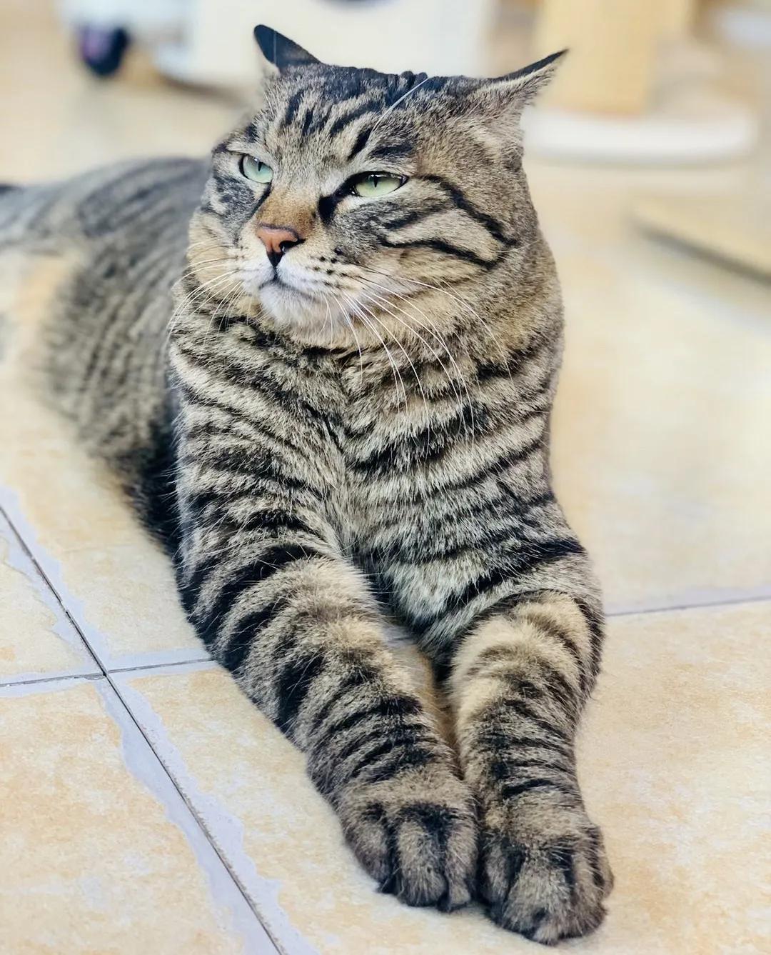 2019年掉缸事件,关于掉缸的事件