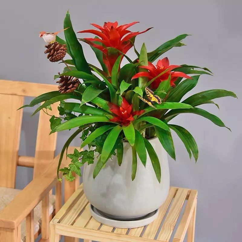 冬天一定要养的十种花,冬天养花养哪些植物好看