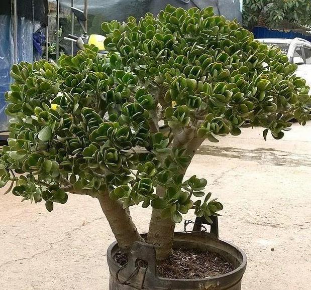 种植花草的营养土是怎么弄出来的,新手养花怎么用营养土最好