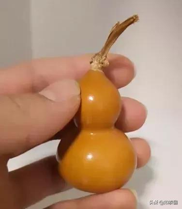 榴莲为啥价格相差那么多,为什么是天价榴莲