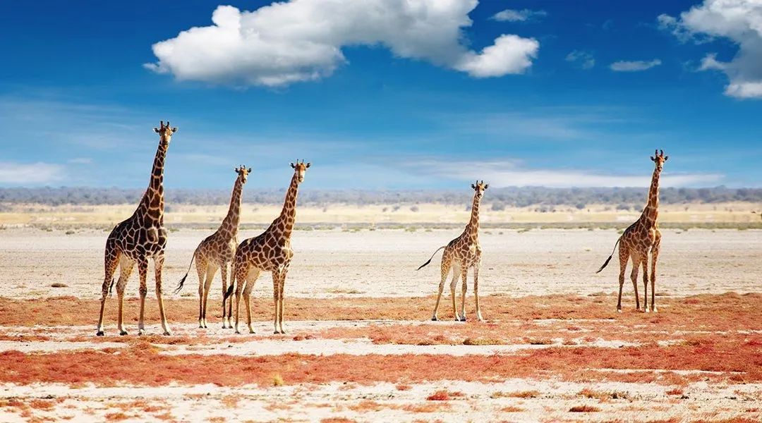 这9个没有确诊的国家，请继续美好