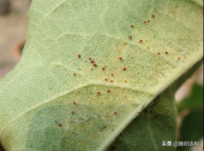 哪些红蜘蛛药能杀成螨,果树红蜘蛛最佳防治方案