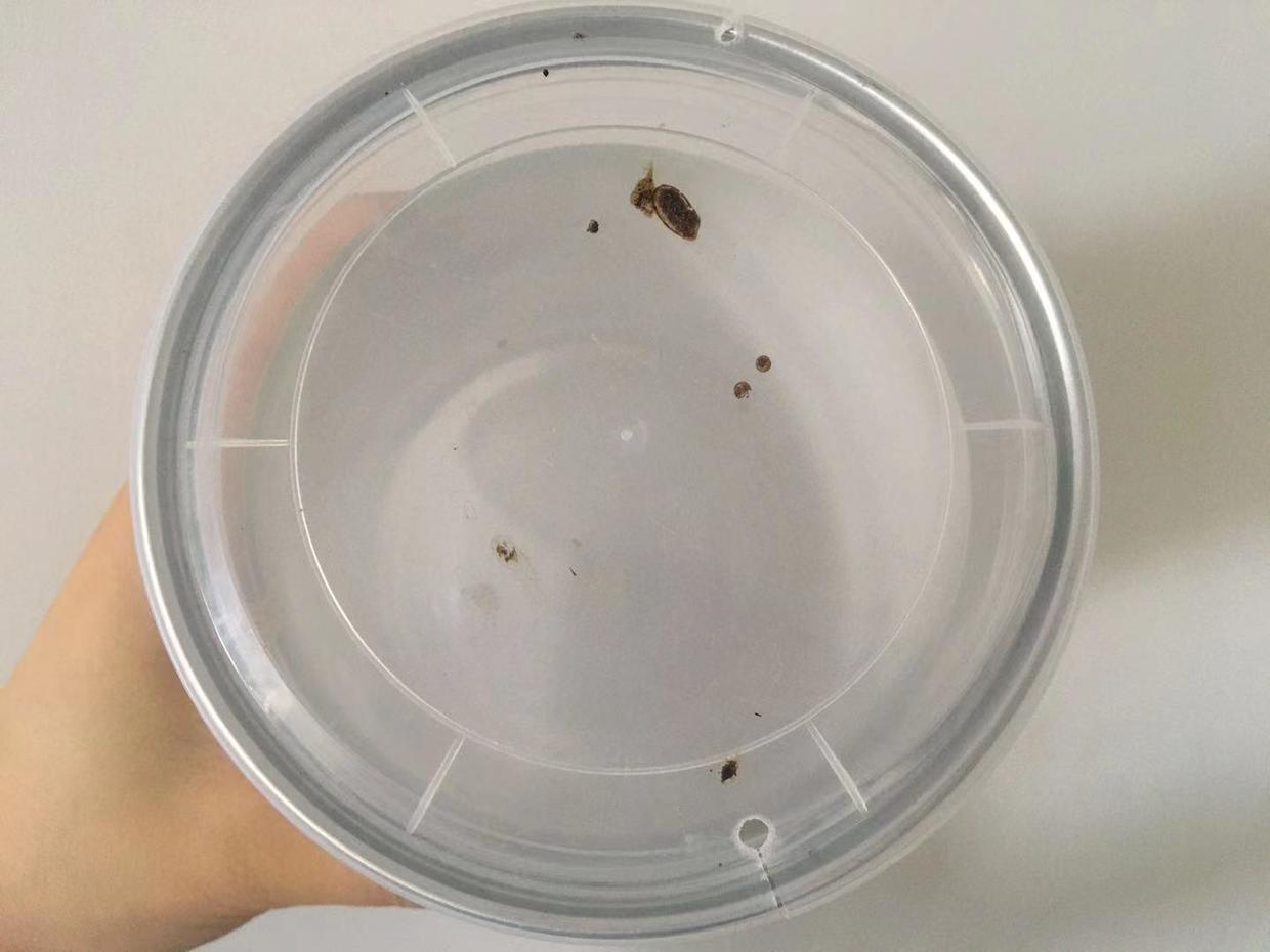 种菜防虫害最简单的方法,种菜常见病虫害