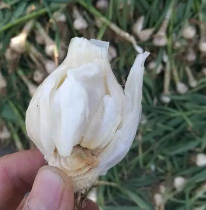 大蒜出现面包蒜的原因,大蒜出现面包蒜应该怎么办