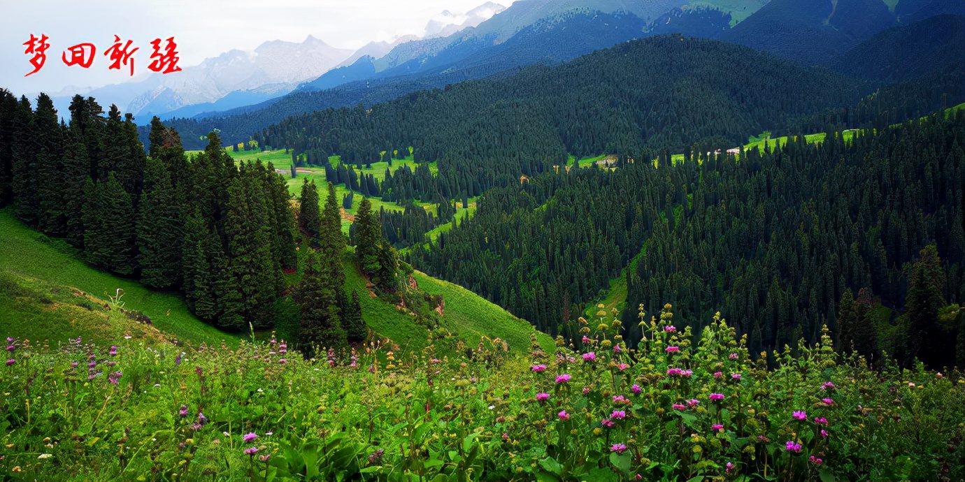 梦回新疆梦回拉萨,梦回伊宁草原视频