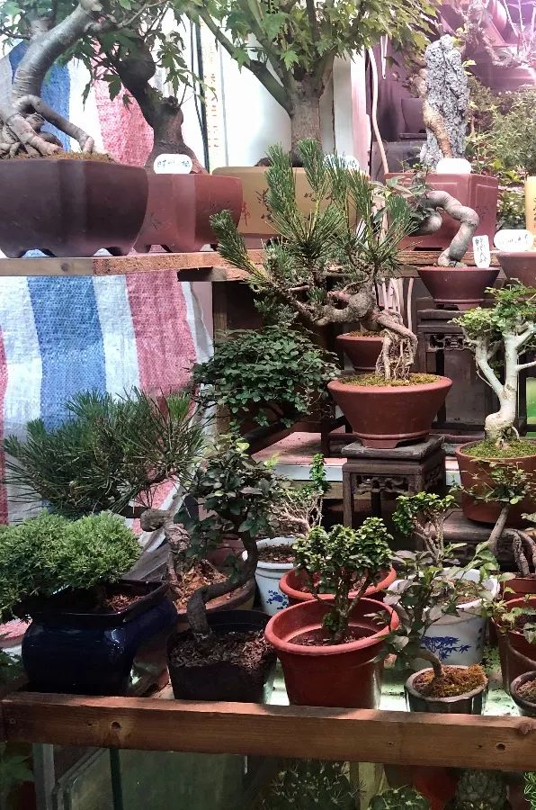 涓婃捣榛勬郸鍖轰竾鍟嗚姳楦熷競鍦鸿繕鍦ㄥ悧,涓婃捣涓囧晢鑺遍笩甯傚満鏂板潃鍦ㄤ粈涔堣矾