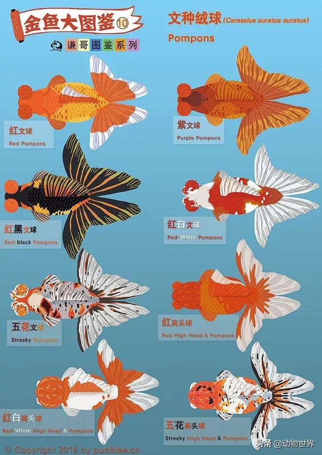 金鱼大图鉴详解,金鱼大图鉴2