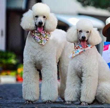 巨型贵宾犬毛色越来越淡怎么办,巨型贵宾犬为什么不建议养