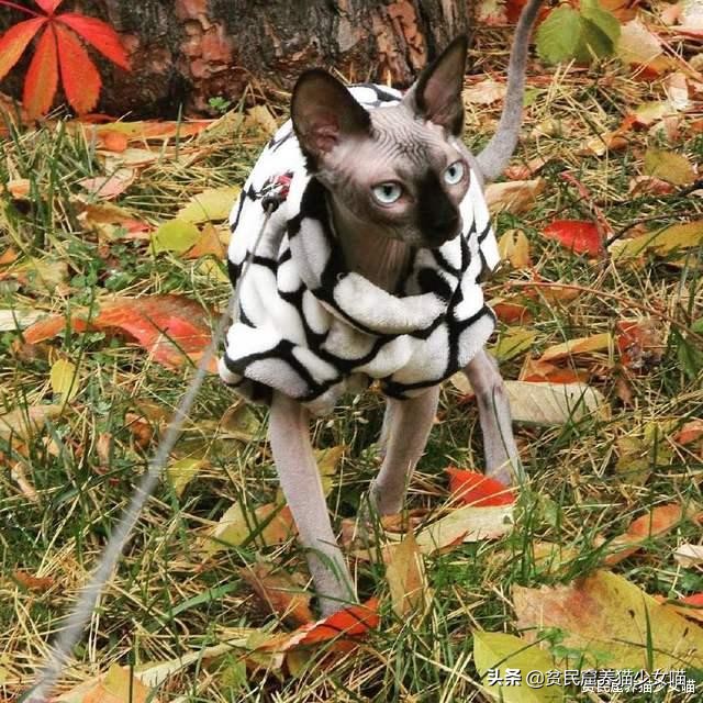 击破谣言，关于无毛猫的那些传言，有好几条都是人类想当然