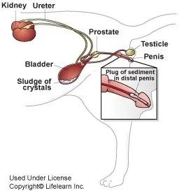 猫咪尿结石的症状有哪些,猫咪尿结石可以喂肾石通颗粒