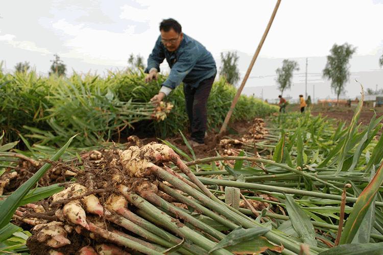 生姜开沟种植和整细种植哪个高产,怎样种植一沟双排生姜得高产