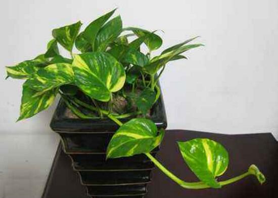 绿萝养殖方法和注意事项和技巧,绿萝的养殖方法和注意事项有什么