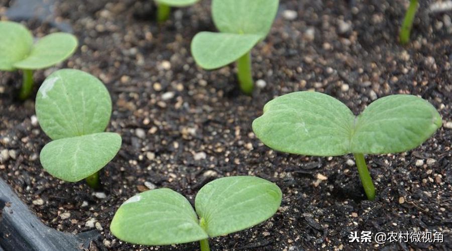 阳台种菜菜长得快怎么办,如何在阳台种菜的方法和技巧