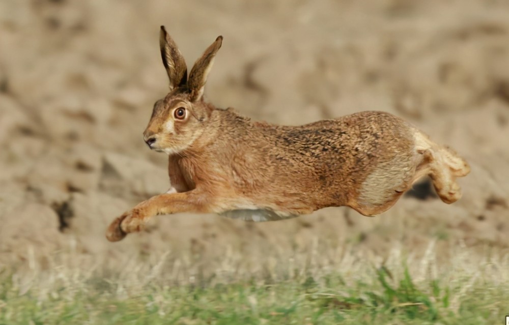 多地野兔泛滥!山东一男子捕捉5只野兔被抓!专家:每只罚300元