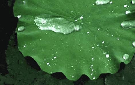 中科院联合素湃造了件“透气雨衣”！防水、防污，脏东西一冲就净