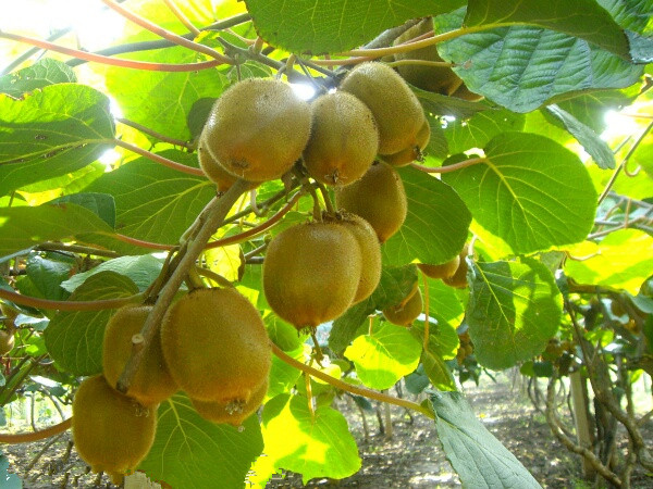 眉县猕猴桃电商2016年,眉县猕猴桃电商刘超