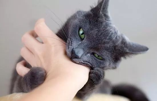 被猫舔证明什么,被猫咪舔过伤口真的会死吗