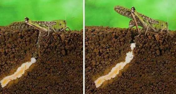 蝗虫为什么会出现蝗灾,蝗虫为什么会进化成这个样子