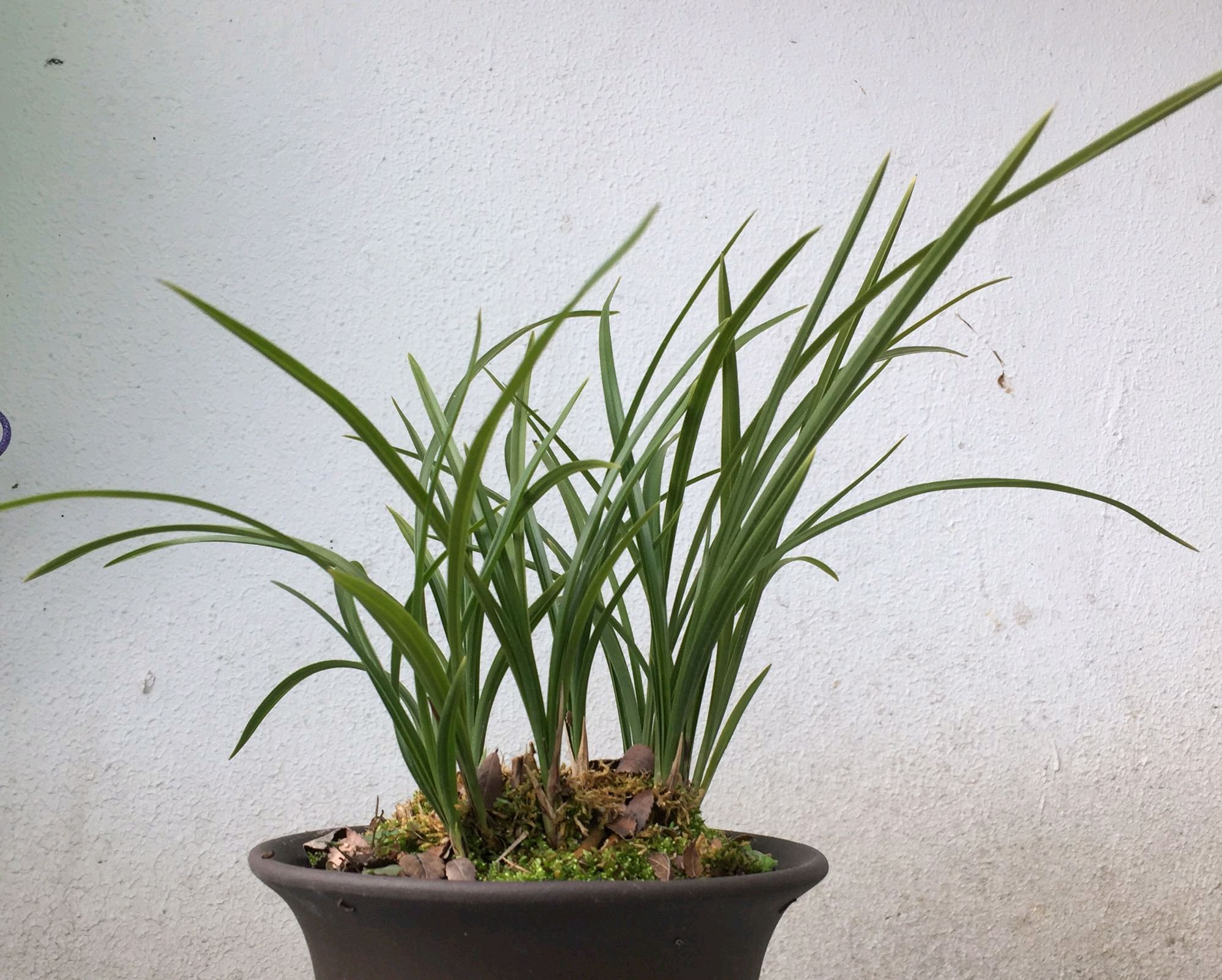 兰花的老芦头还能长出新叶吗,兰花老苗中间叶发黄