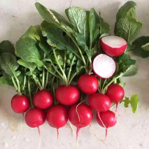 如何种出脆甜的樱桃萝卜,樱桃萝卜的种植方法和时间介绍