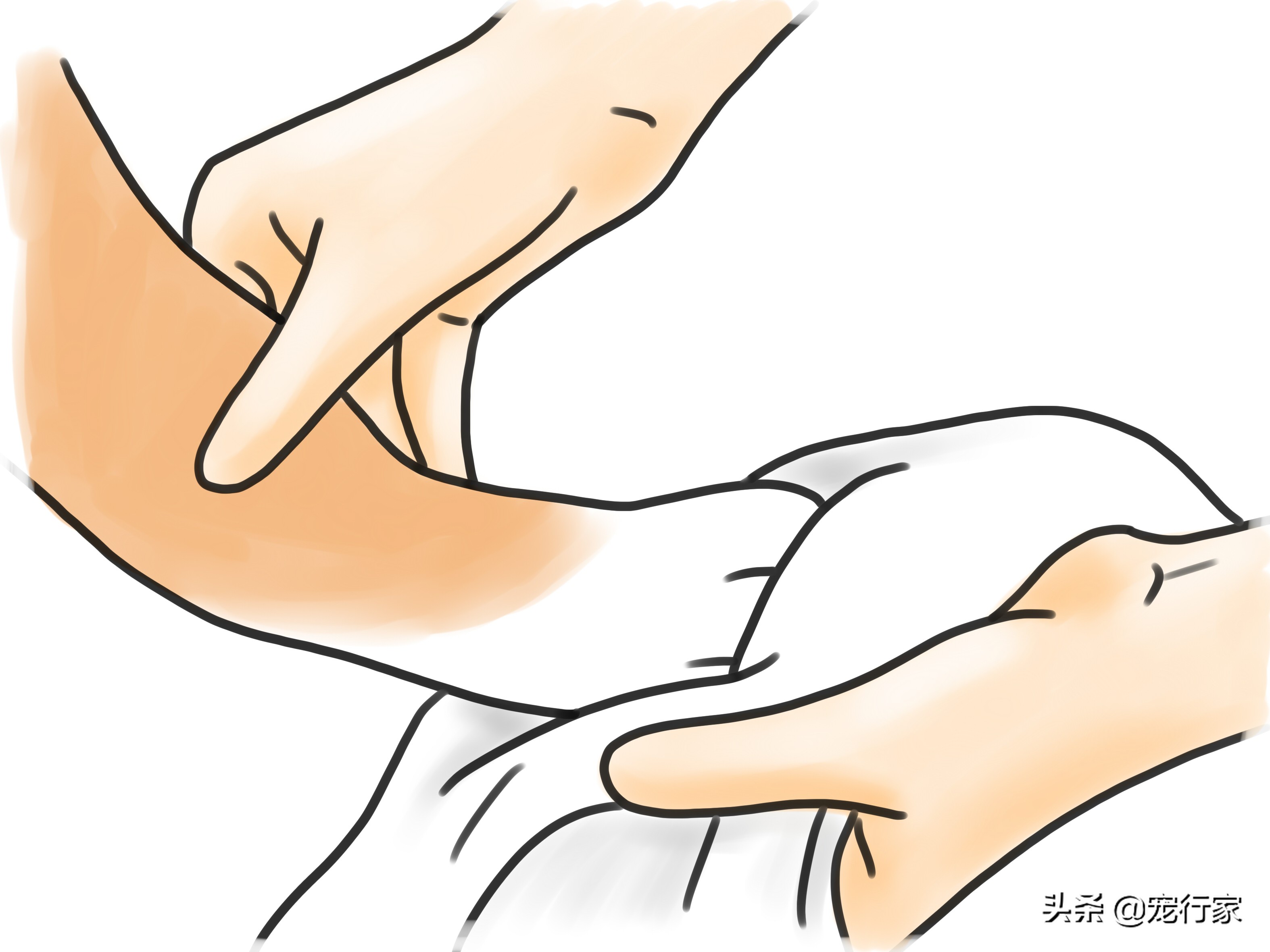 狗狗爪子出血抹什么药膏,狗狗爪子缝里发红怎么办