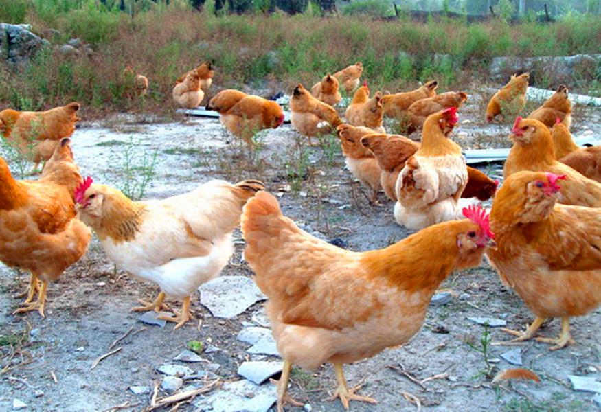 重庆农家乐和休闲农庄推荐可垂钓,重庆钓鱼烧烤采摘一体的农家乐