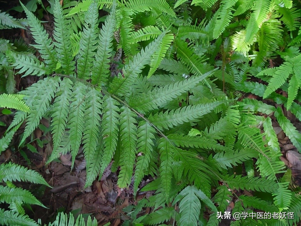 狗脊贯众中药,狗脊中药图片