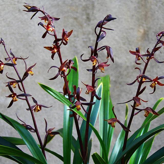 适合家养的兰花多少钱,适合家养的兰花品种图片