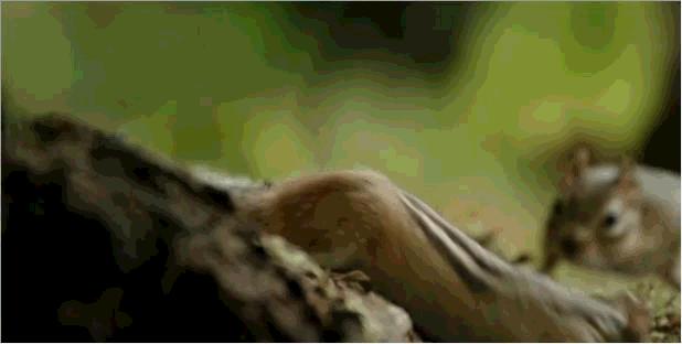 松鼠妹子：“来追我呀，你追上我，就让你嘿嘿嘿...”