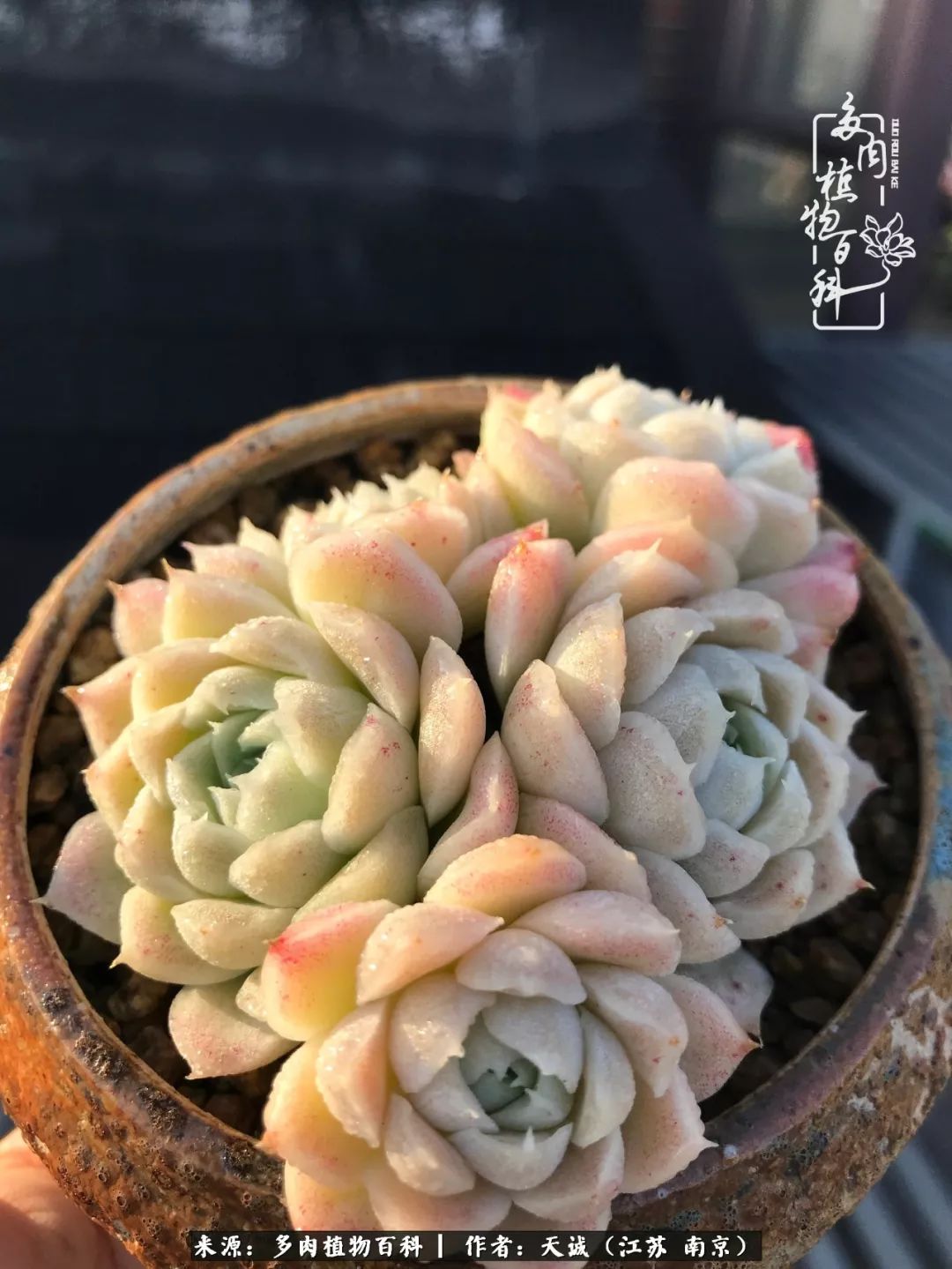 鍙拱瀵圭殑涓嶄拱璐电殑灏忔牱,鍙拱瀵圭殑涓嶄拱璐电殑鍥剧墖灞曠ず