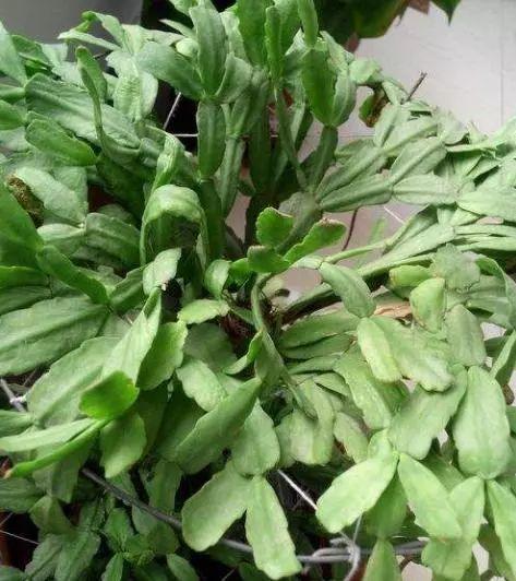 仙人指怎么养能爆盆,仙人指花养护方法