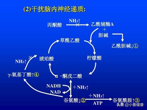 乙肝患者吃什么养肝推荐八种食物,给乙肝病人的护肝食谱