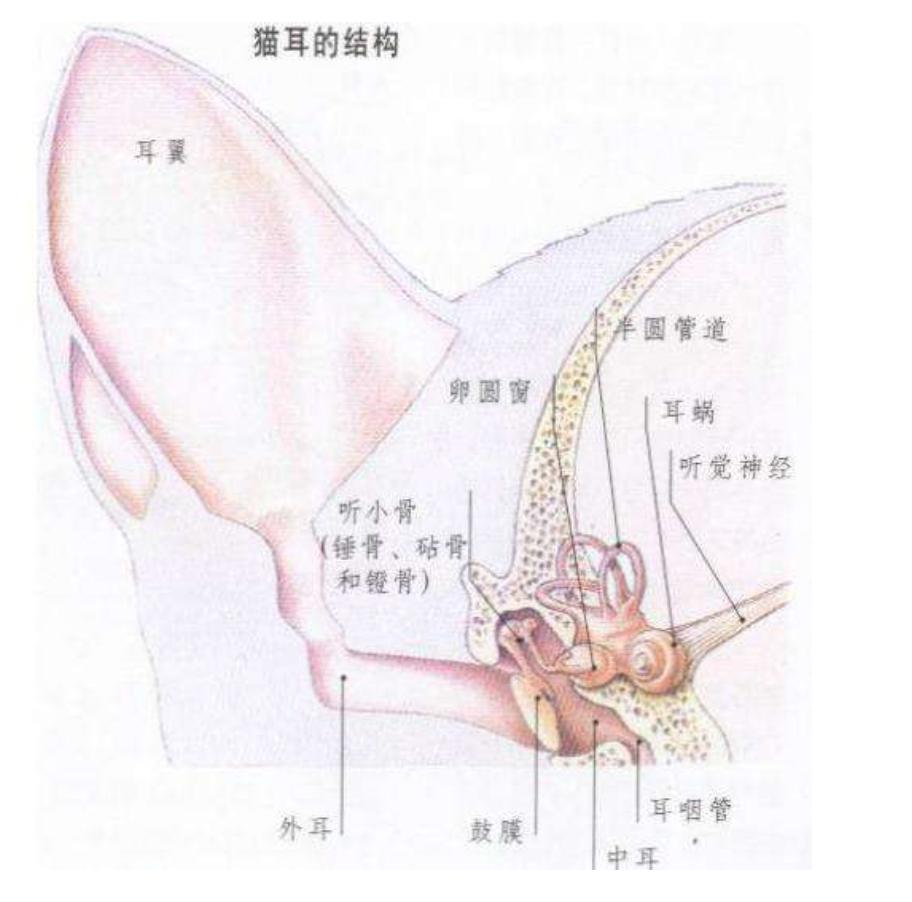 猫咪洗澡防止水进耳朵,猫咪洗澡耳朵进水会怎么样