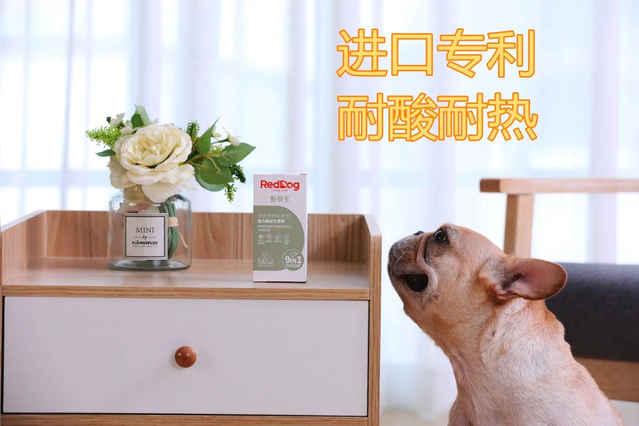 主人拉肚子了小猫咪会怎么办,猫主子拉稀