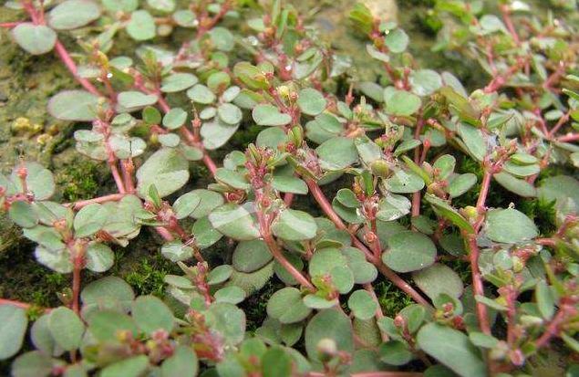 农村一捏就碎的植物,农村里一拉就出乳白色汁液的植物