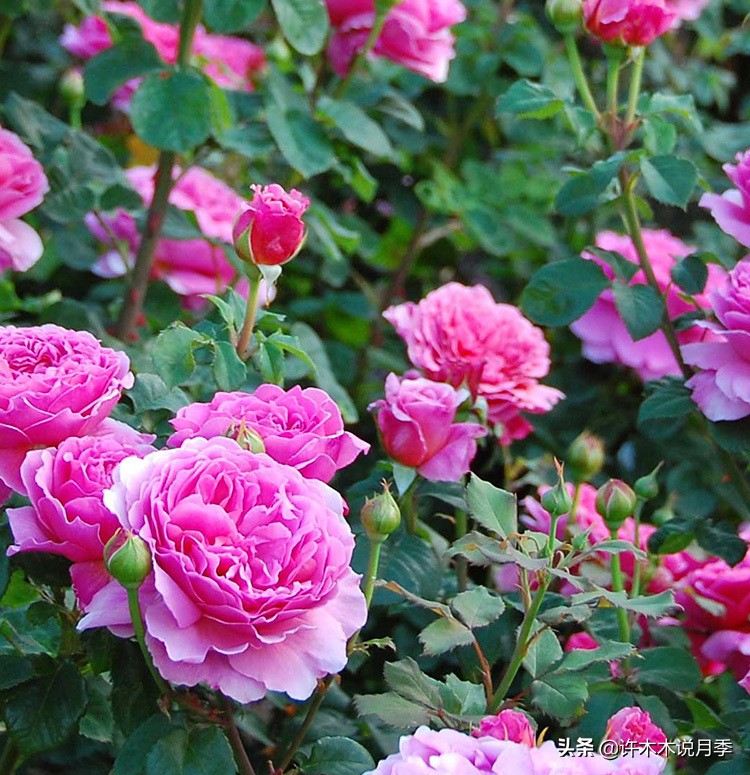 月季叶子发黄别让月季枯萎在手里,月季为什么长着黄叶死掉