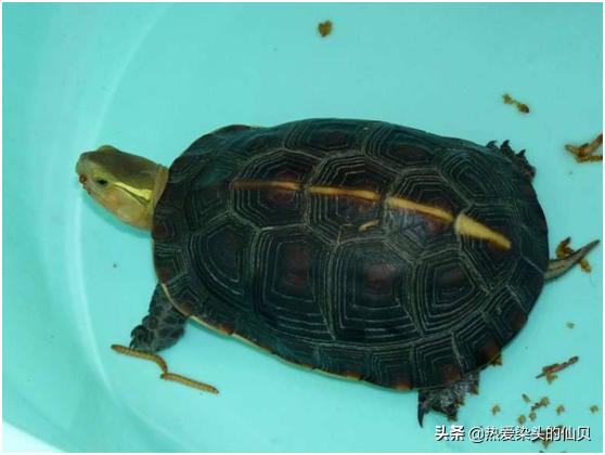 不用过滤养龟如何保持水质清澈,养龟换水能做到一个月换一次水