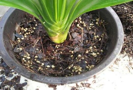 养花的土怎么才能改善酸性土壤,想要土壤疏松透气加什么