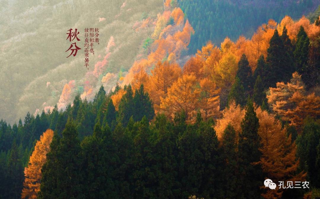 今天是秋分上午好问候图片,今天是秋分节的感悟