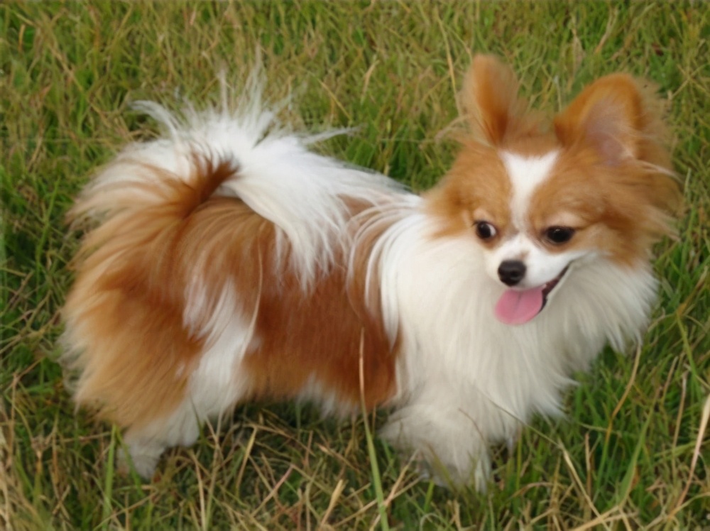 狗狗划伤了皮肉怎么办,自家狗狗牙齿把手划伤了要紧吗