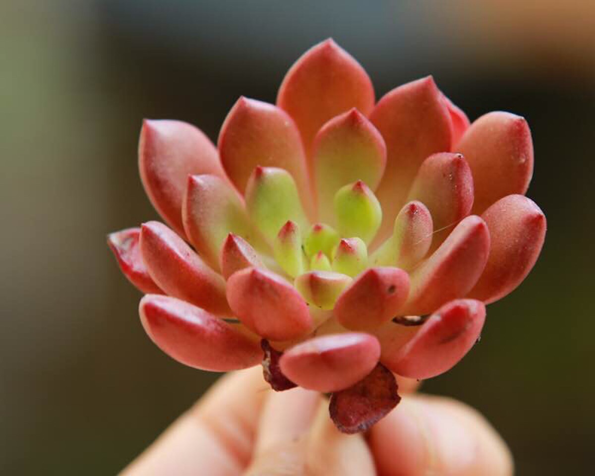 多肉植物干枯了还有办法补救吗,多肉植物茎枯萎怎么救活