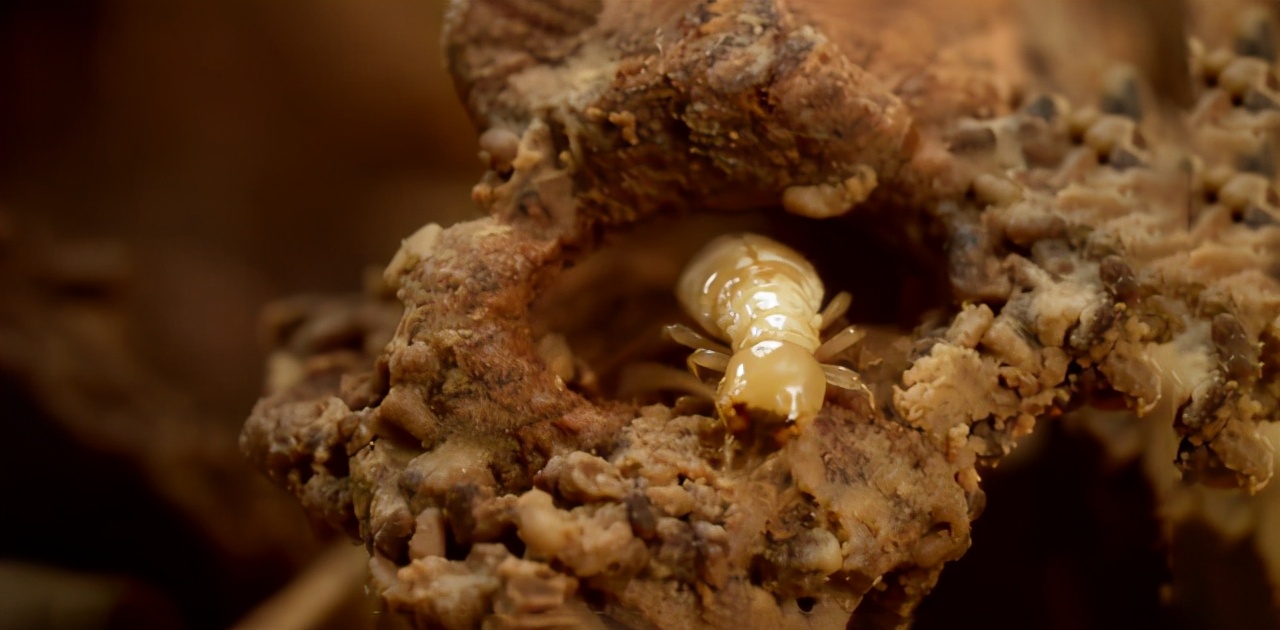 家里消灭蚂蚁最好方法,家里柱子上有白蚂蚁怎么办