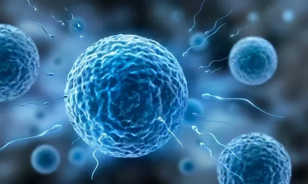 5亿人口的迁徙，从男性到女性体内，小蝌蚪到底都经历了什么？