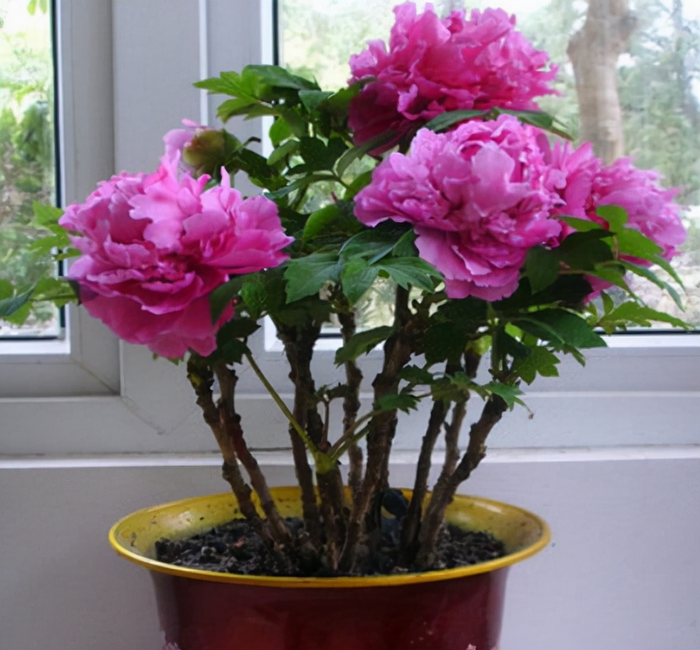牡丹的盆栽栽培技术与管理,又到牡丹盛开时节